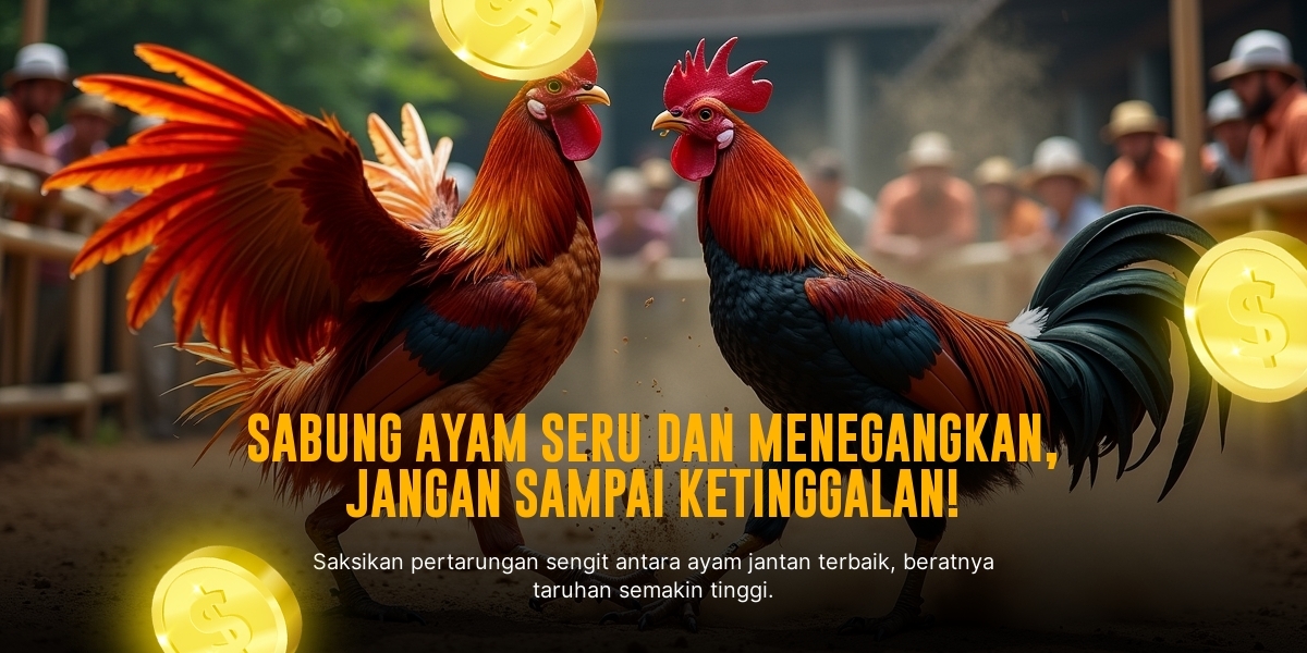 Mengenal Ayam Bangkok: Raja Sabung Ayam SV388